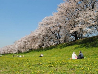 背割堤地区